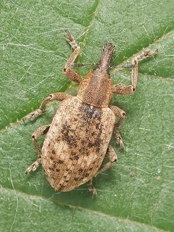 Curculionidae: Hypera rumicis